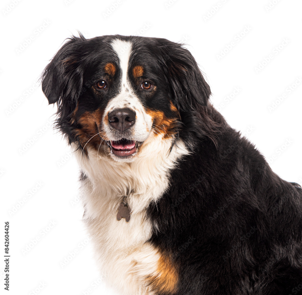 Bernese mountain dog looking at camera on white background Bernese mountain dog looking at camera on white background
