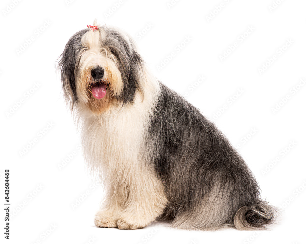Bearded collie dog sitting on white background Bearded collie dog sitting on white background