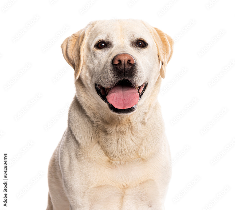 Happy labrador retriever dog panting and looking at camera Happy labrador retriever dog panting and looking at camera