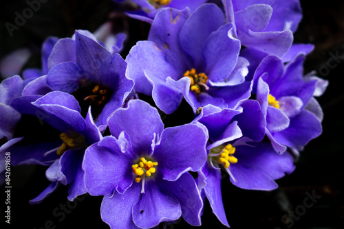 African violet flowers (Saintpaulia), Close-up, Blossoming and Macro photo of african violet flowers.