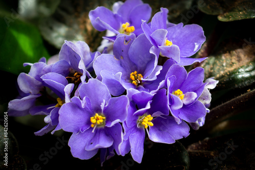 African violet flowers (Saintpaulia), Close-up, Blossoming and Macro photo of african violet flowers.