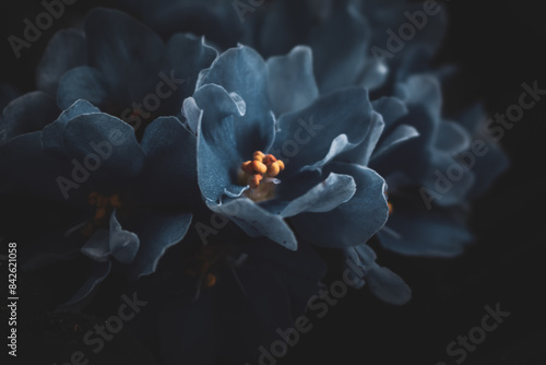 aesthetic photo of african violet flowers. African violet flowers (Saintpaulia), Close-up, Blossoming and Macro photo of african violet flowers. Creative photo of violet flower with aesthetic . 