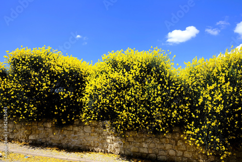 PAYSAGE PRINTEMPS CHÂTEUNEUF DU PAPE VAUCLUSE FRANCE photo