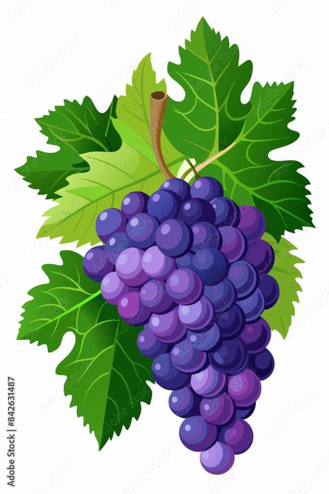 Fototapeta premium A bunch of grapes with leaves vector illustration 