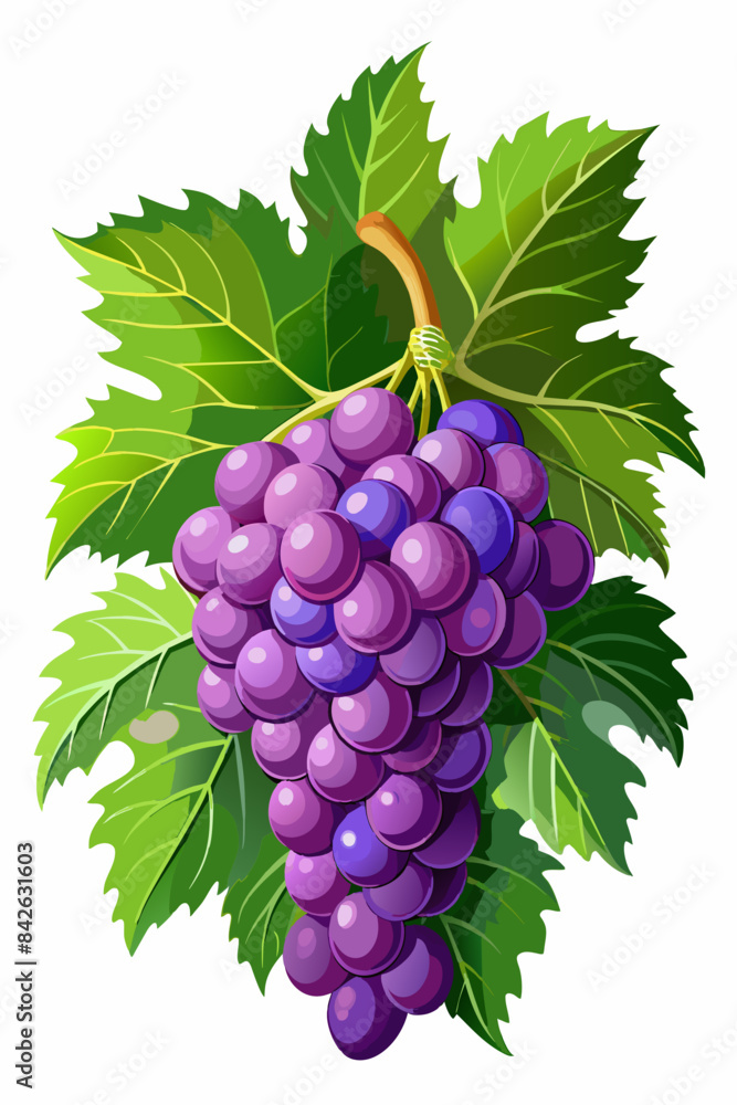 Obraz premium A bunch of grapes with leaves vector illustration