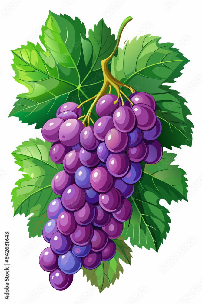 Obraz premium A bunch of grapes with leaves vector illustration 