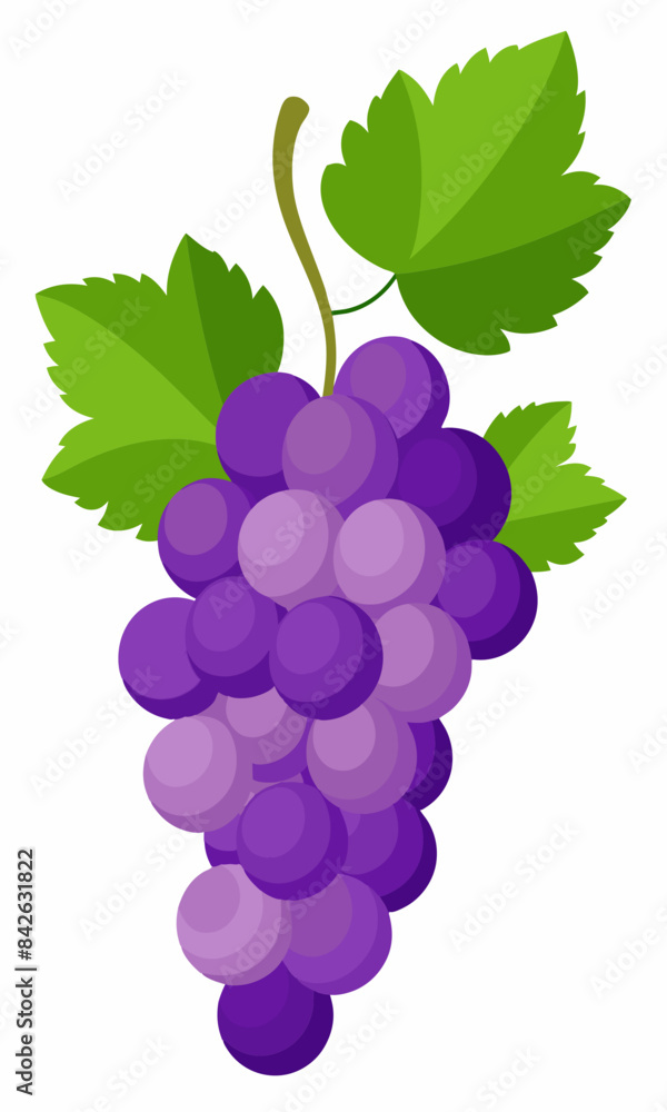 Fototapeta premium A bunch of grapes with leaves vector illustration 