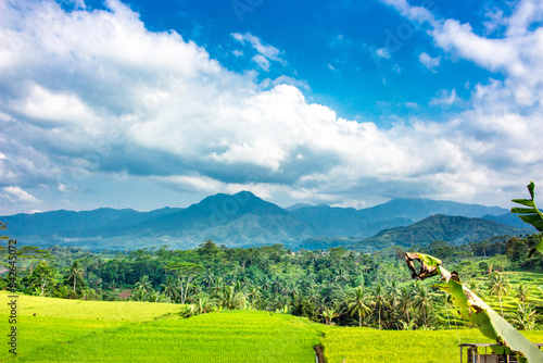 Aerial view of agriculture in rice fields for cultivation. Natural the texture for background, mage of beautiful Terraced rice field in water season and Irrigation, Aerial view of beautiful Rice field
