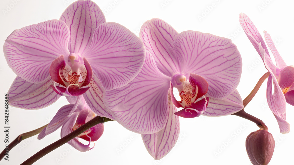 Fototapeta premium Exotic Orchid Elegance: Vibrant Pink Petals with Subtle Purple Tones Close-Up on Clean White Background