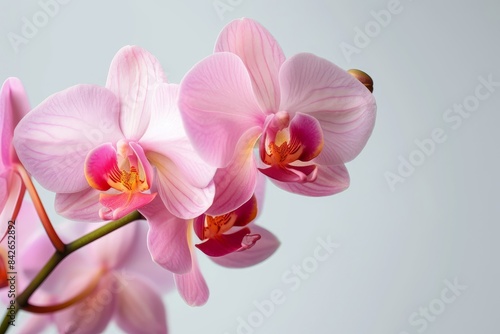 Orchid photo on white isolated background