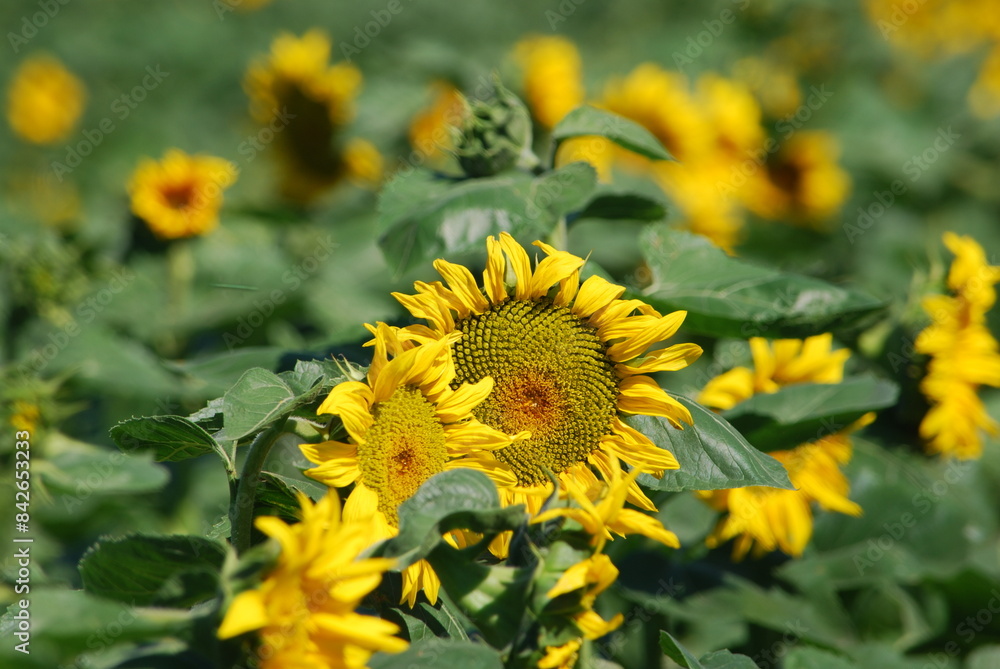 Sunflowers grow in a field. Large flowers with a thick long stem, wide green leaves grew in a field. They have a wide inflorescence with yellow petals on the edges and seeds in the middle. Sunflowers grow in a field. Large flowers with a thick long stem, wide green leaves grew in a field. They have a wide inflorescence with yellow petals on the edges and seeds in the middle.