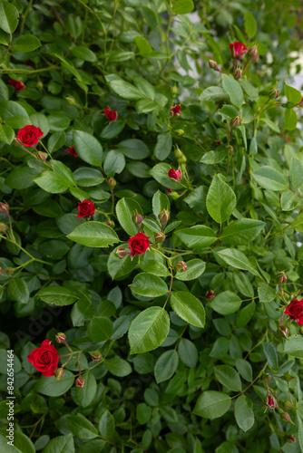 green bush with small red roses flowers