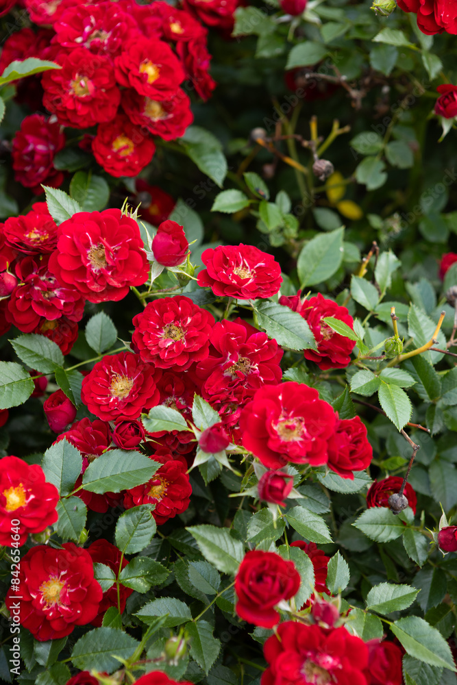 Fragrant red rosa flowers in a flowerbed summer nature outdoor Fragrant red rosa flowers in a flowerbed summer nature outdoor