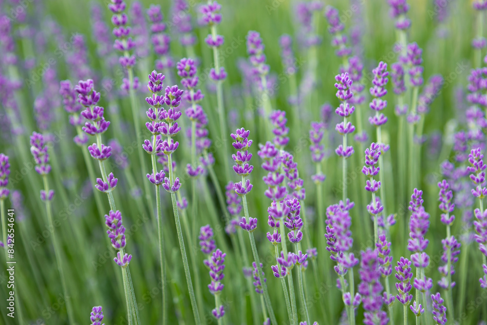 Fragrant lavender flowers bush in a flowerbed summer nature Fragrant lavender flowers bush in a flowerbed summer nature
