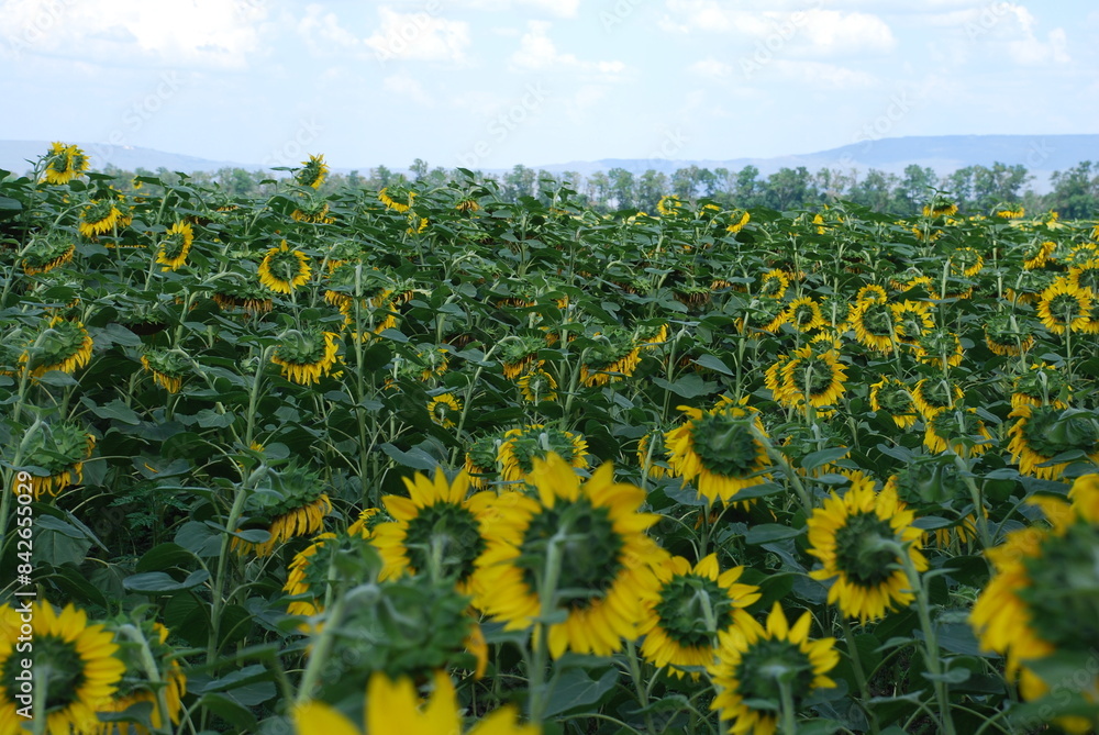 Obraz premium A field of sunflowers. A summer day in the countryside. Under a clear, bright sky, there is a wide field of tall sunflowers. The flowers have a thick stem and a wide flower with yellow petals.