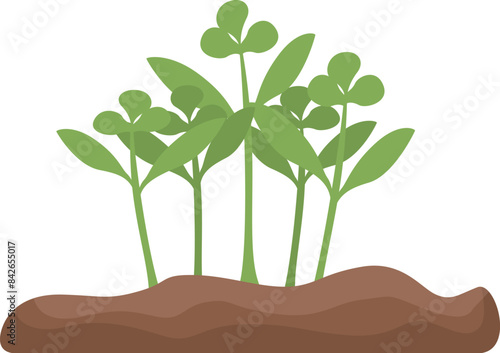 Young plants growing from ground soil representing new life