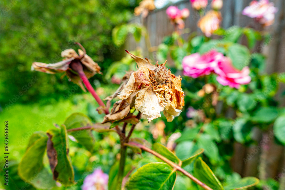 Flowers on a rose have finished leaving behind a seed head or deadhead Flowers on a rose have finished leaving behind a seed head or deadhead