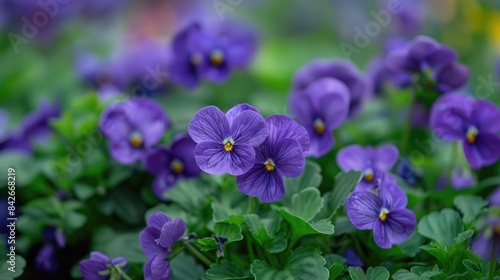 A detailed photograph of petite violet blooms in the garden