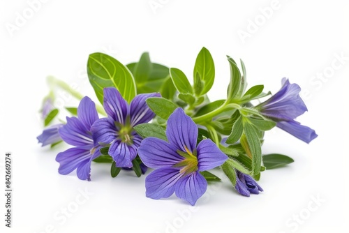 Scaevola photo on white isolated background