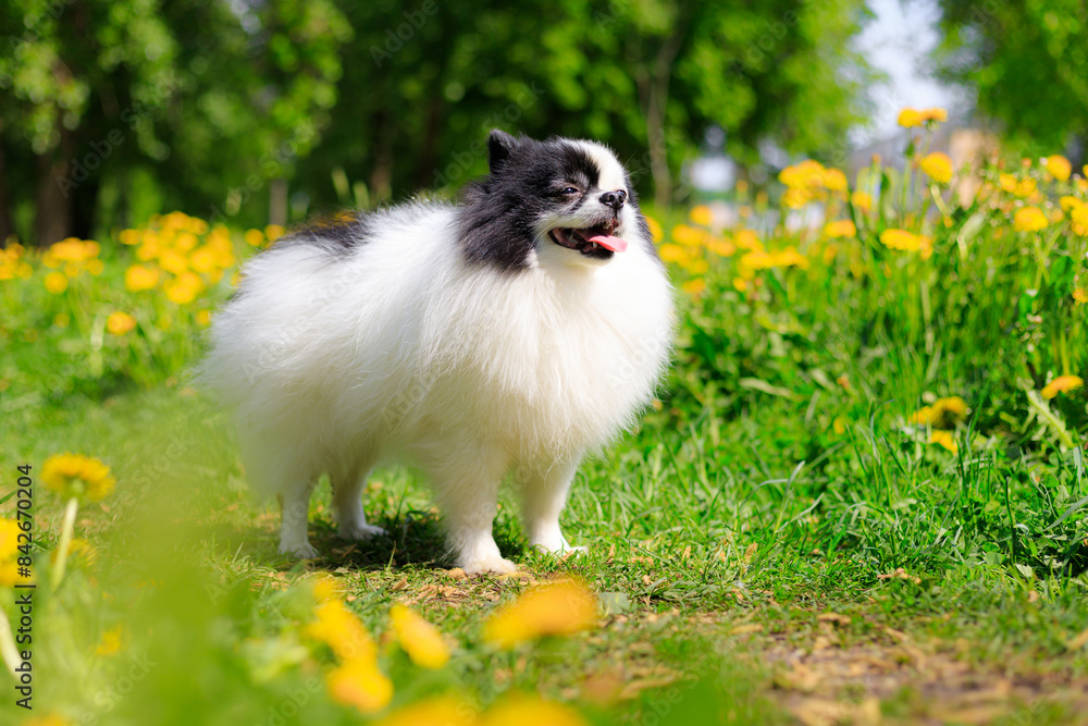 A smiling Pomeranian dog in the grass . Black and white pomeranian . A pet on a walk. Photo for the cover . Photo of an animal for printed products . Green grass in the park A smiling Pomeranian dog in the grass . Black and white pomeranian . A pet on a walk. Photo for the cover . Photo of an animal for printed products . Green grass in the park
