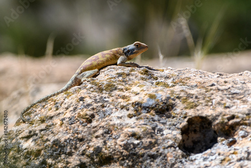 Close-up shot of Agama Bibronii (North African Rock lizard)