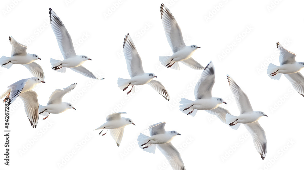 Obraz premium A multitude of vivid birds in flight, showcasing a diverse palette of colors. Transparent background for seamless integration.