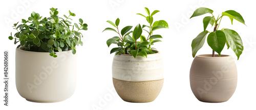 Small mini plant in modern ceramic pot Stylish Plant Pots for Home and Office  on transparent background 