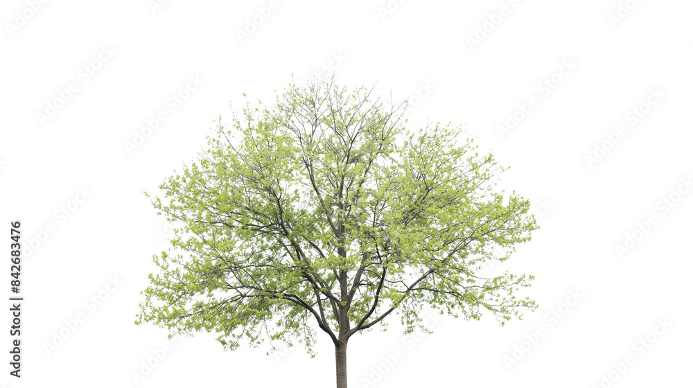 Transparent PNG image featuring a green tree in full view against a white background. Transparent PNG image featuring a green tree in full view against a white background.