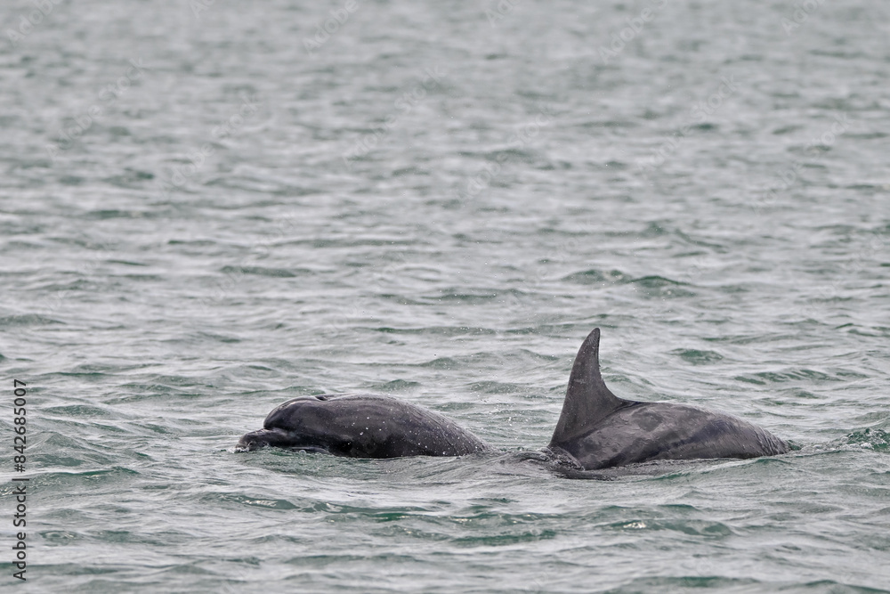 Obraz premium Bottlenose dolphin jumping out of water
