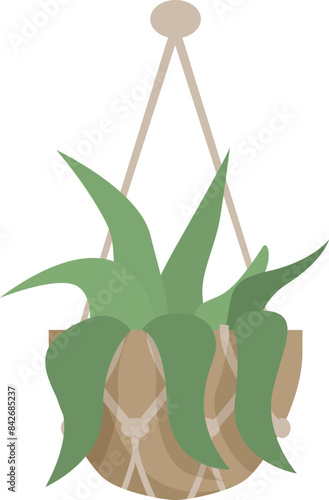Green houseplant with long leaves hanging in macrame plant hanger isolated on white background