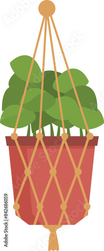 Green houseplant with lush leaves is growing in a terracotta pot hanging in macrame plant hanger