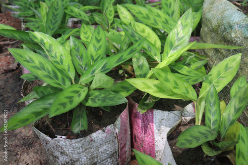 Calathea Leopardina plant on nursery for sell photo