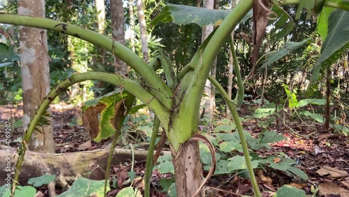 pohon pisang photo