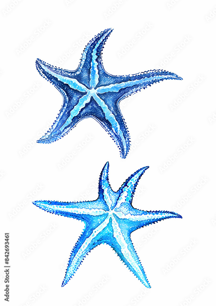 starfish, star, sea, isolated, animal, ocean, beach, shell, fish, nature, marine, life, seastar, white, shape, tropical, object, summer, seashell, red, aquatic, underwater, coral, biology, water, sea- starfish, star, sea, isolated, animal, ocean, beach, shell, fish, nature, marine, life, seastar, white, shape, tropical, object, summer, seashell, red, aquatic, underwater, coral, biology, water, sea-