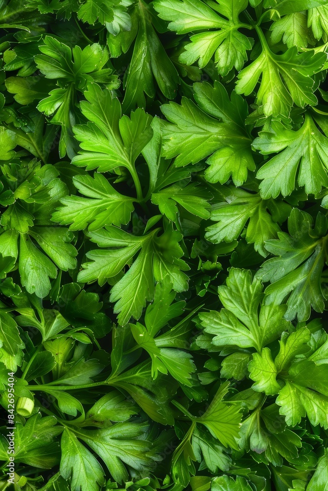 Green parsley texture background, petroselinum crispum leaves pattern, fresh herbal leaves banner Green parsley texture background, petroselinum crispum leaves pattern, fresh herbal leaves banner