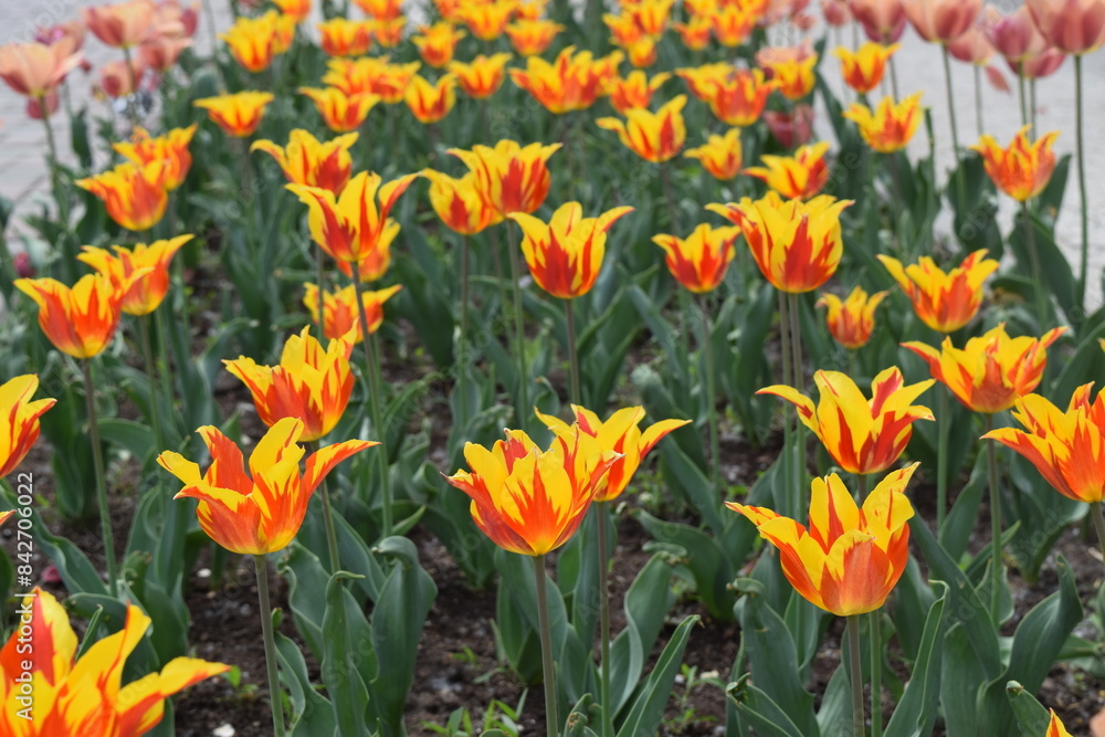 A vibrant tulip field displays blooming brightness in a spring symphony A vibrant tulip field displays blooming brightness in a spring symphony