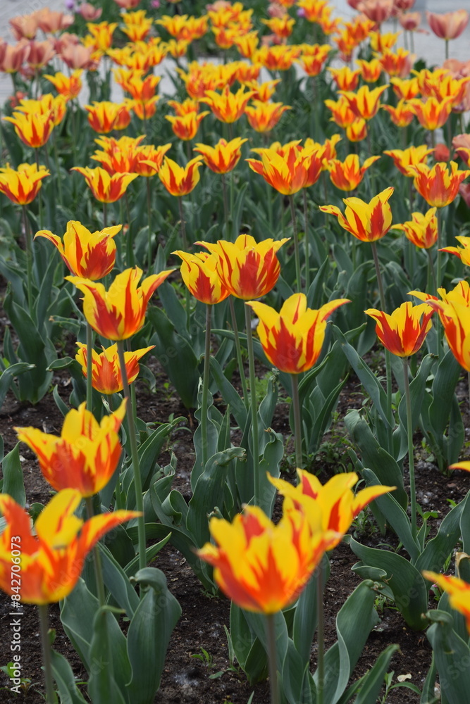 A vibrant tulip field displays blooming brightness in a spring symphony A vibrant tulip field displays blooming brightness in a spring symphony