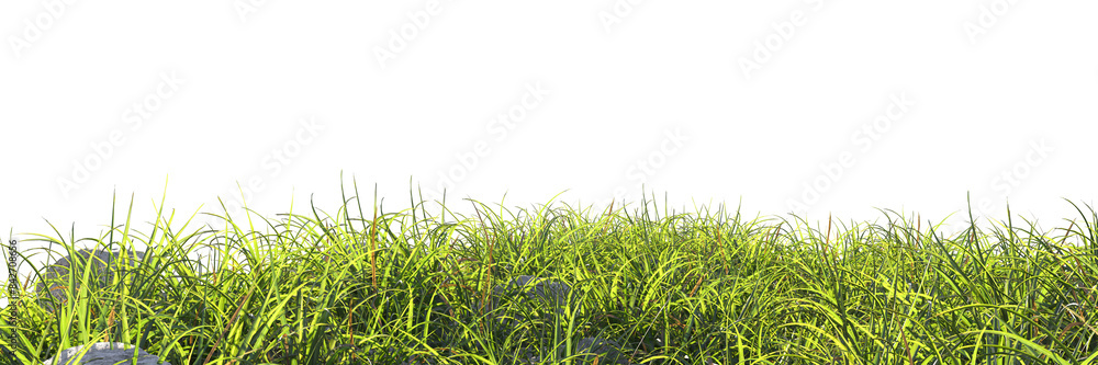 Obraz premium green grass isolated