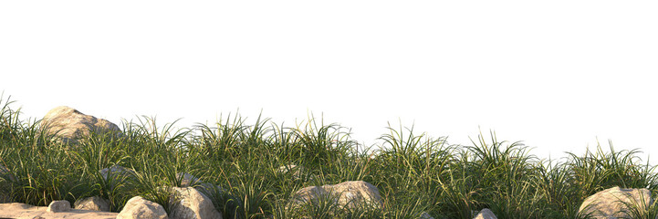 grass field small plant and stones	