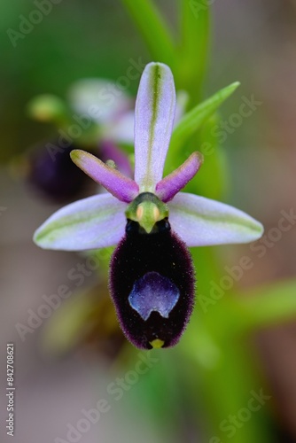 Close up photo of Bertoloni's bee orchid (Ophrys bertolonii), Monte Sacro, Gargano, Italy, Europe.  photo