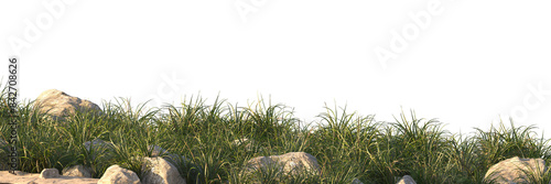 grass field small plant and stones	