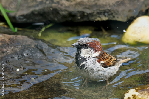 a sparrow bathing in a pond