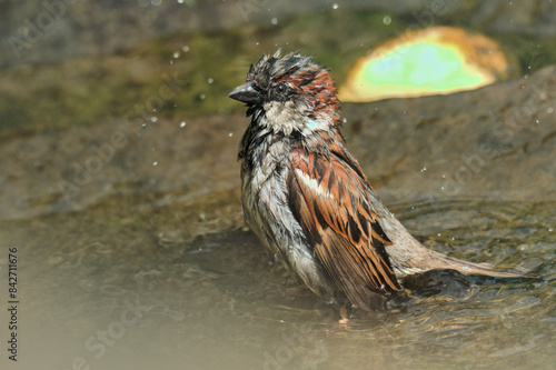 a sparrow bathing in a pond