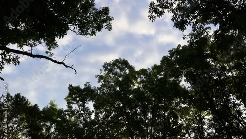 Timelapse Whispering Leaves and Passing Clouds. A tranquil timelapse captures gentle clouds drifting across a vibrant blue sky, framed by the silhouettes of swaying tree branches.