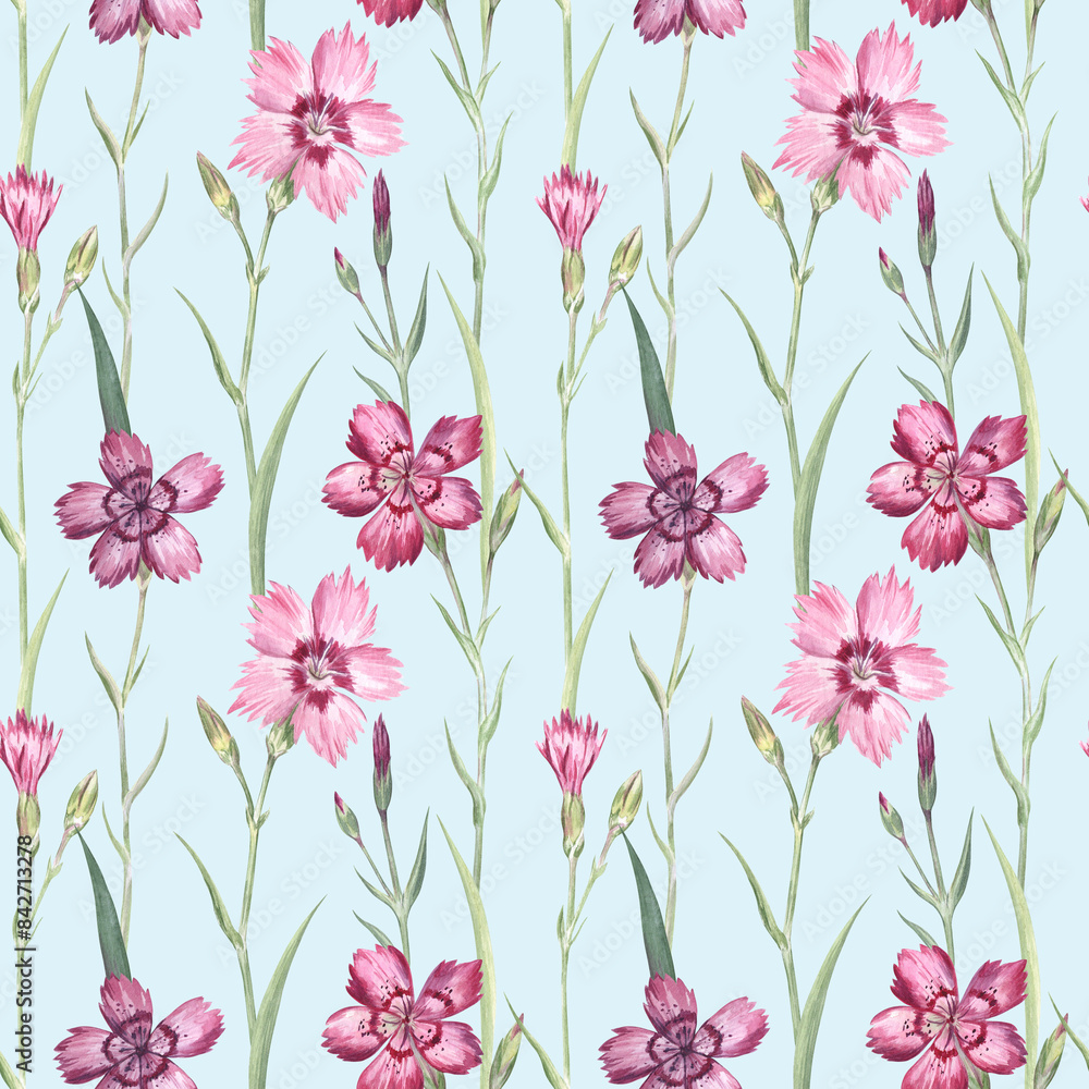 Maiden pink flowers seamless pattern on sky blue background. Flowers are painted with watercolors. Retro style ditsy ornament for fabric, wrapping paper, home textile, wallpaper and more Maiden pink flowers seamless pattern on sky blue background. Flowers are painted with watercolors. Retro style ditsy ornament for fabric, wrapping paper, home textile, wallpaper and more