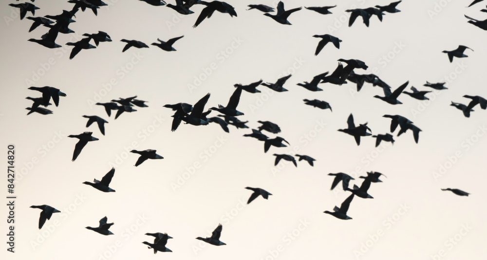 Fototapeta premium Bernache cravant,.Branta bernicla, Brant Goose, marais; region Pays de Loire; marais Breton; 85, Vendée, Loire Atlantique, France