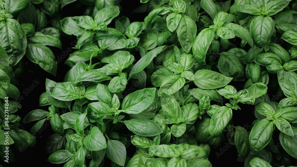close up of basil seedlings - aromatic plants