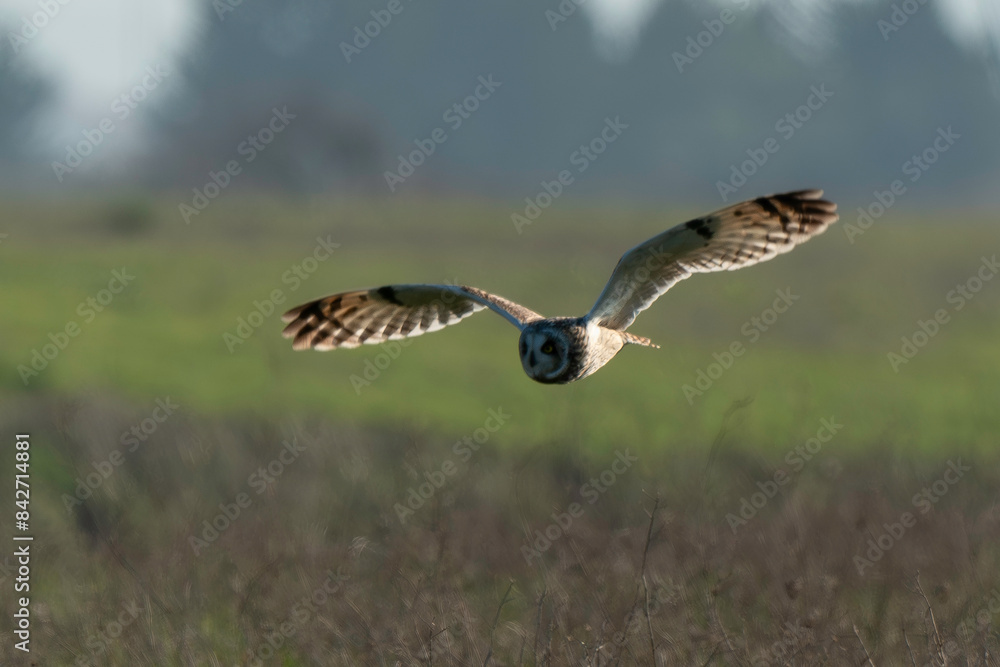 Hibou des marais, Hibou brachyote, Asio flammeus, Short eared Owl, region Pays de Loire; marais Breton; 85, Vendée, Loire Atlantique, France Hibou des marais, Hibou brachyote, Asio flammeus, Short eared Owl, region Pays de Loire; marais Breton; 85, Vendée, Loire Atlantique, France