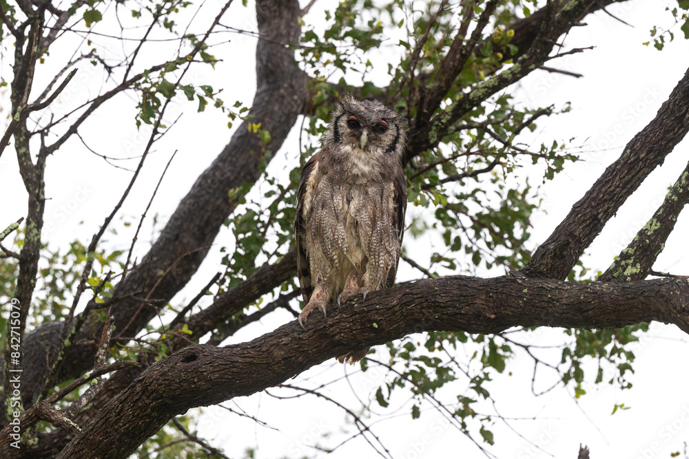 Grand duc de Verreaux,.Ketupa lactea, Verreaux's Eagle Owl Grand duc de Verreaux,.Ketupa lactea, Verreaux's Eagle Owl
