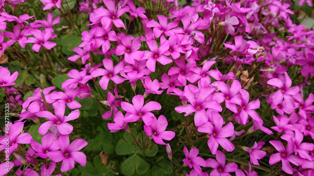Cute pink flowers of Oxalis articulata in a garden, Pink Woodsorrel Cute pink flowers of Oxalis articulata in a garden, Pink Woodsorrel